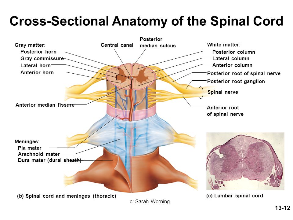 Herbs penetrate nerves spinal cord