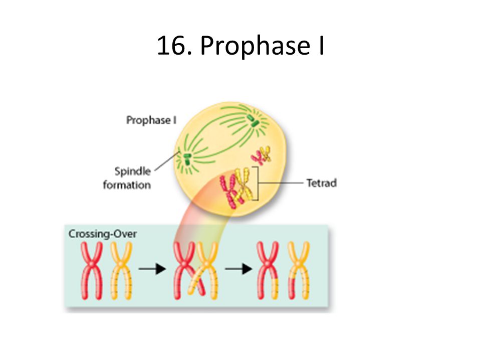 prophase,anaphase prophase i - related image & keywords suggestions