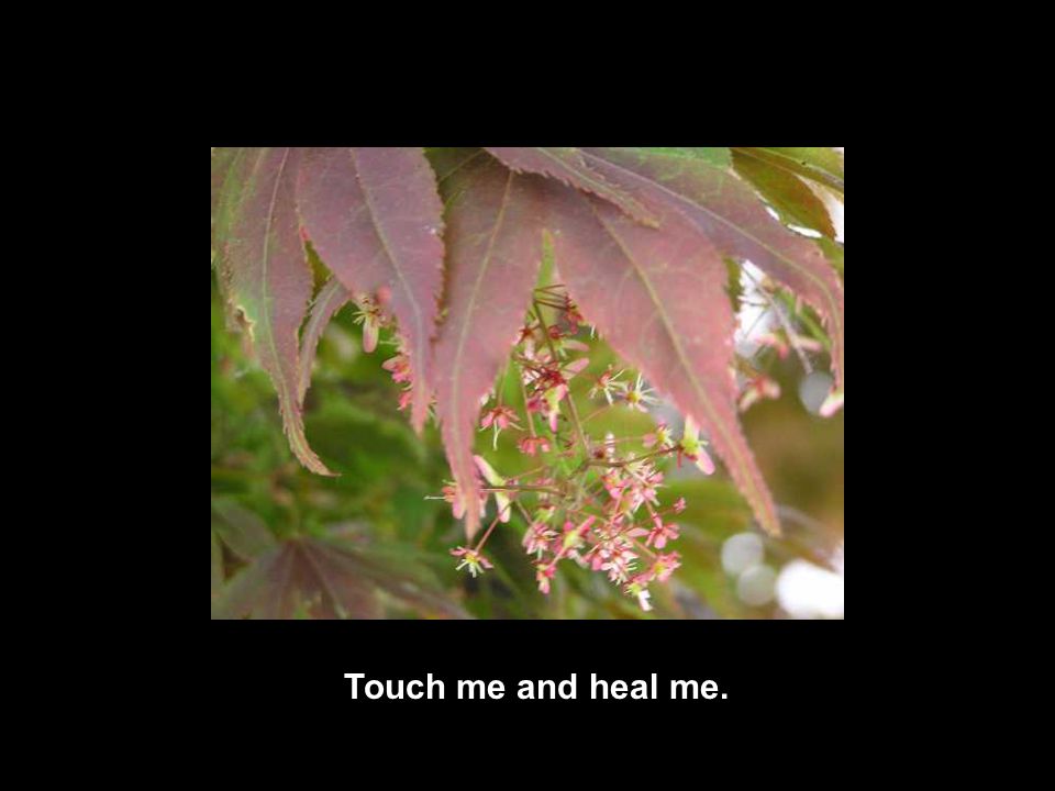Touch me and heal me.