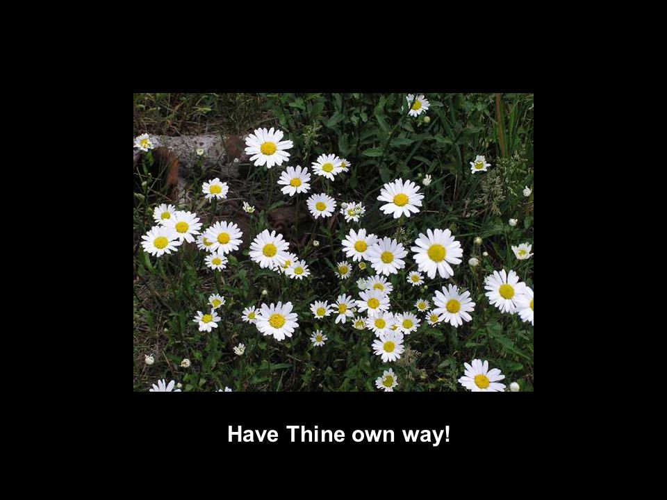 Have Thine own way!