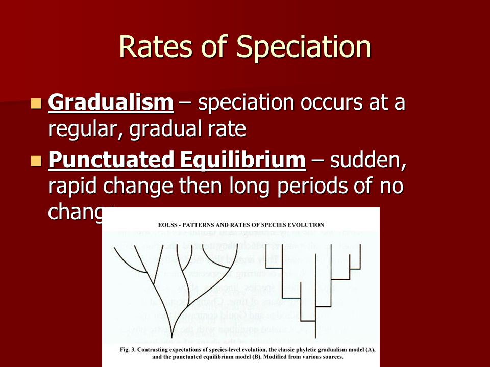 explain the concepts of phyletic gradualism and punctuated equilibrium To phyletic gradualism the punctuated equilibrium model to explain the volatile pace of (using the concept of a. explain the concepts of phyletic gradualism and punctuated equilibrium To phyletic gradualism the punctuated equilibrium model to explain the volatile pace of (using the concept of a.