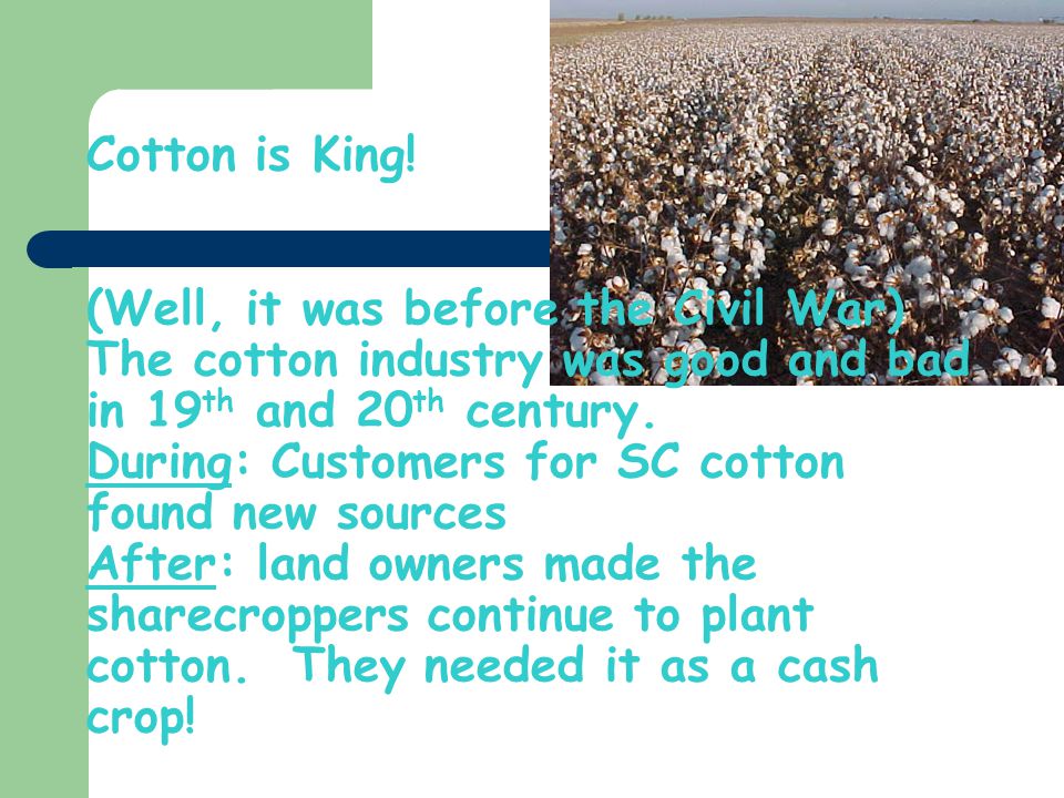 Cotton is King.