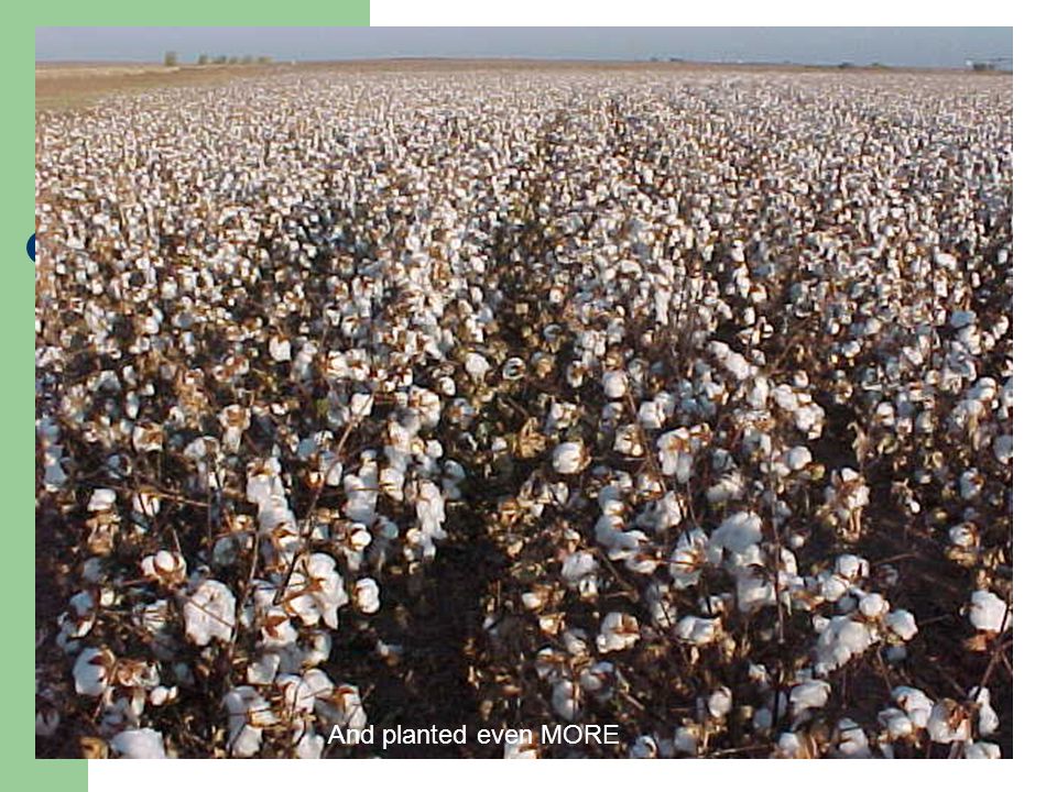Cotton Farm before Civil War They Planted More And planted even MORE