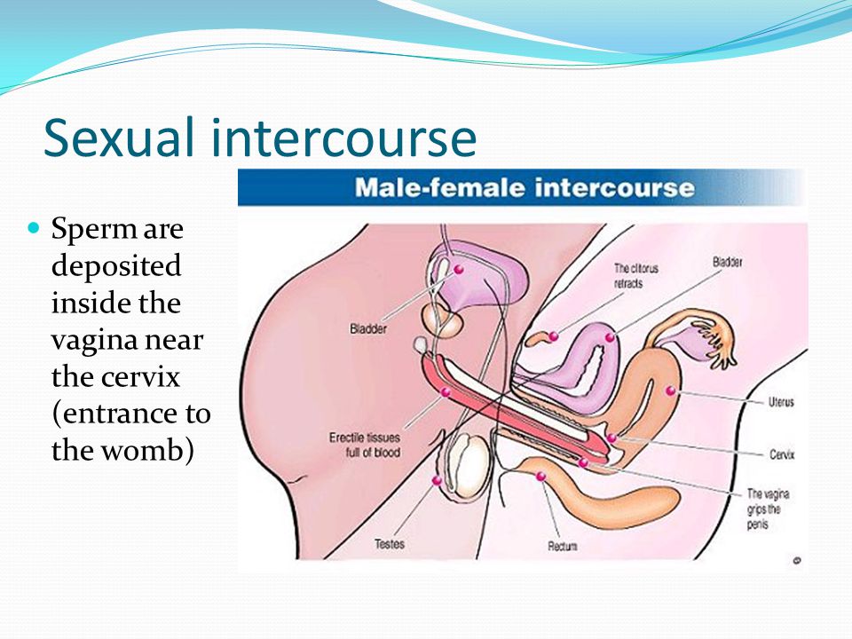 Internal penis in vagina