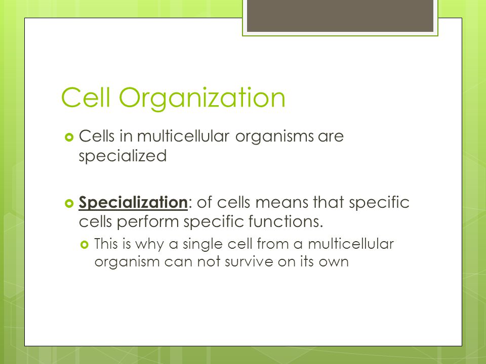 Cell Organization  Cells in multicellular organisms are specialized  Specialization : of cells means that specific cells perform specific functions.