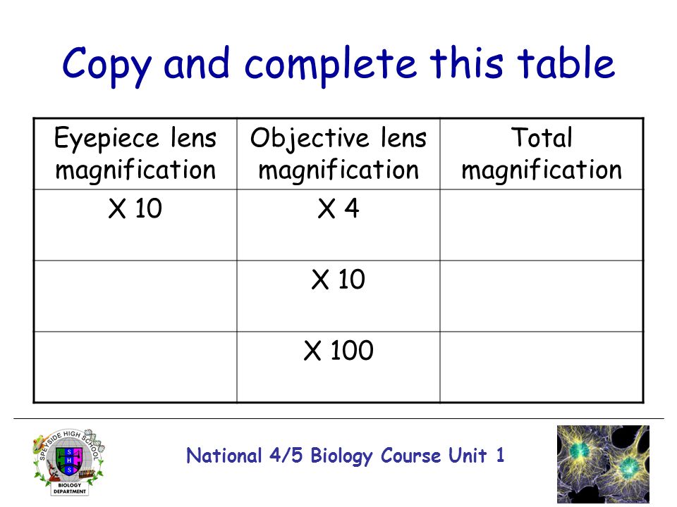 Printables Onion Cell Mitosis Worksheet onion cell mitosis worksheet vintagegrn pictures kaessey
