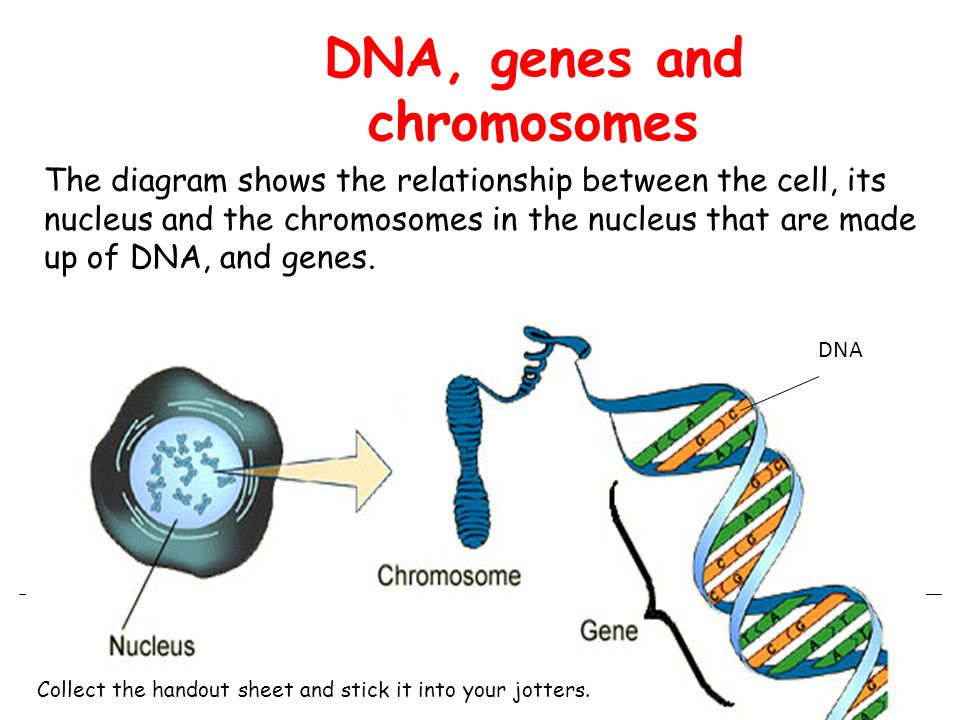 Dna And Genes Worksheet Worksheets For Kids Education Free Dna And Genes Worksheet Katinabags