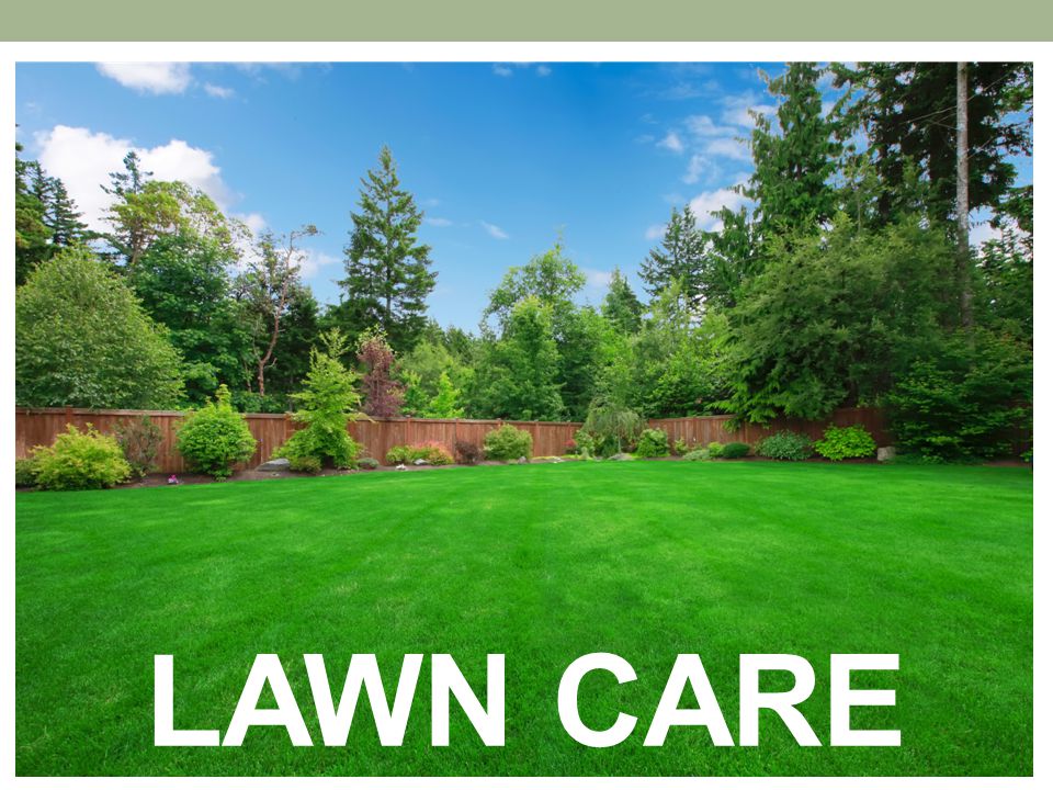 turfgrass types