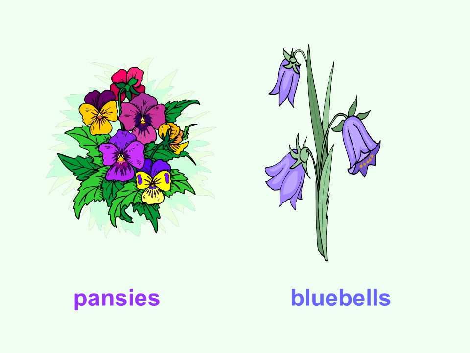 pansiesbluebells