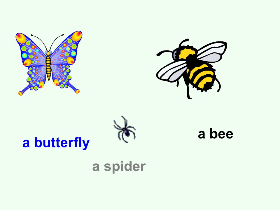 a butterfly a bee a spider