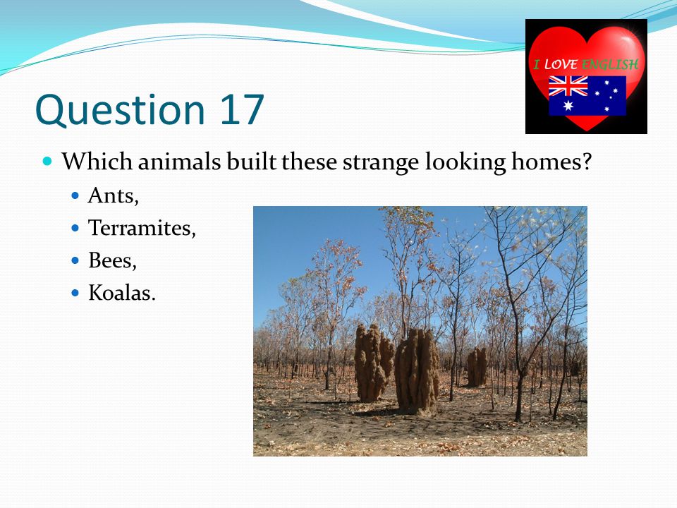 Question 17 Which animals built these strange looking homes Ants, Terramites, Bees, Koalas.