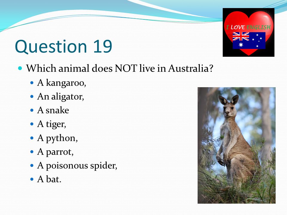 Question 19 Which animal does NOT live in Australia.
