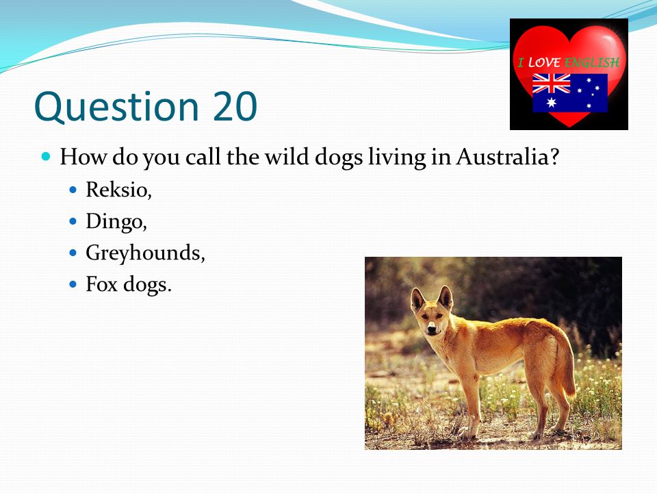 Question 20 How do you call the wild dogs living in Australia Reksio, Dingo, Greyhounds, Fox dogs.
