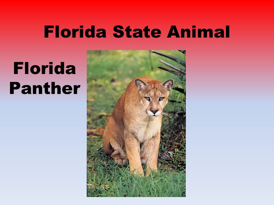 Florida State Animal Florida Panther