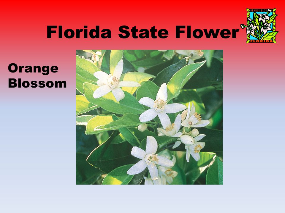 Florida State Flower Orange Blossom