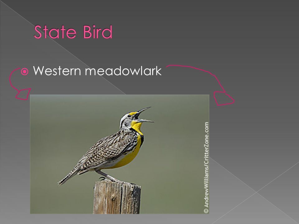  Western meadowlark