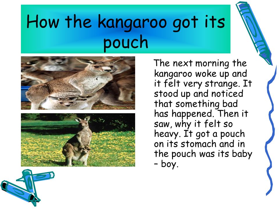How the kangaroo got its pouch The next morning the kangaroo woke up and it felt very strange.