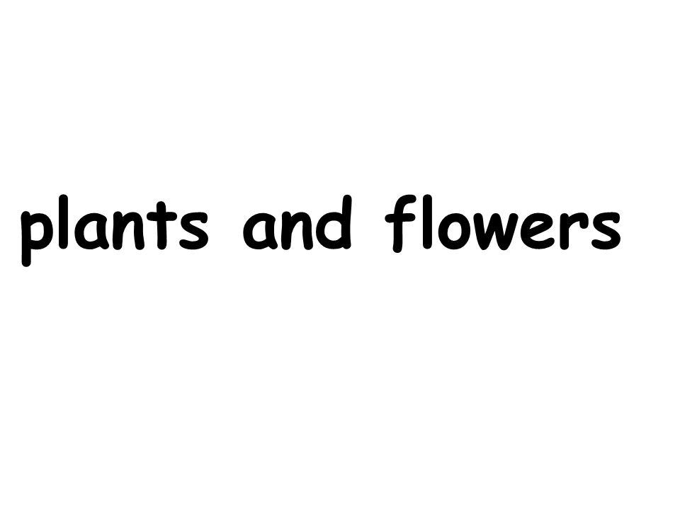 plants and flowers