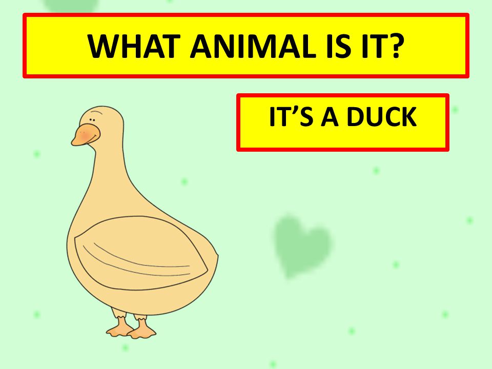 WHAT ANIMAL IS IT IT’S A DUCK