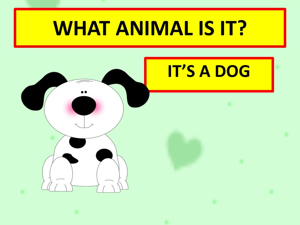 WHAT ANIMAL IS IT IT’S A DOG