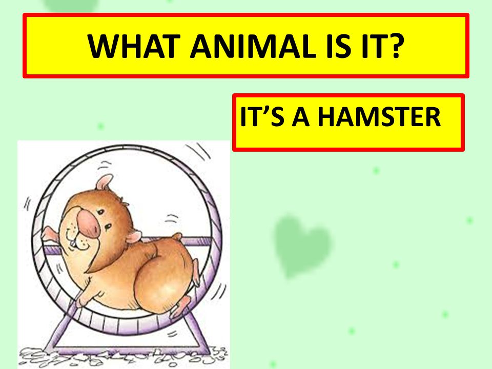 WHAT ANIMAL IS IT IT’S A HAMSTER