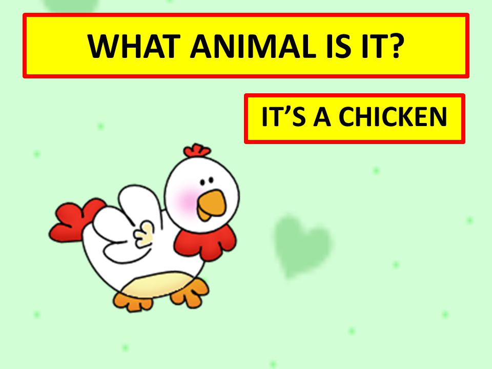 WHAT ANIMAL IS IT IT’S A CHICKEN