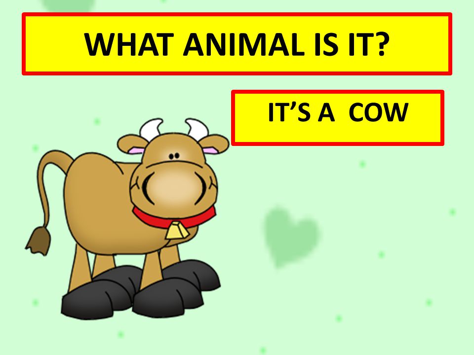 WHAT ANIMAL IS IT IT’S A COW