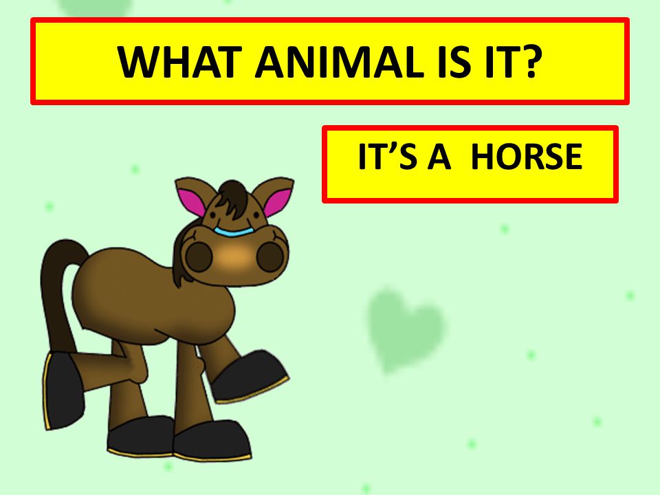 WHAT ANIMAL IS IT IT’S A HORSE