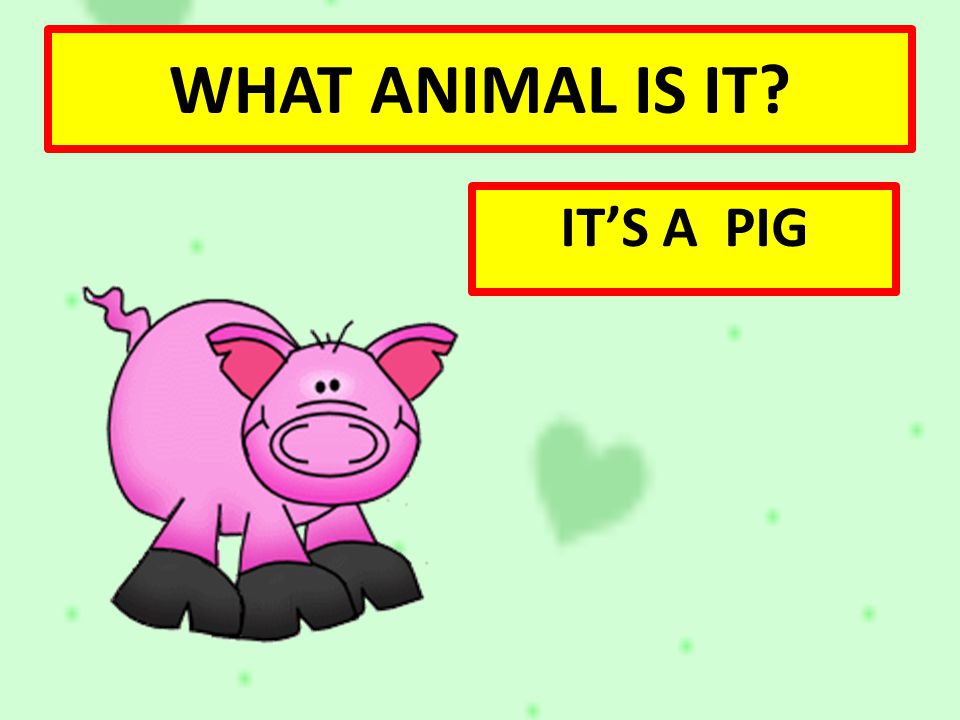 WHAT ANIMAL IS IT IT’S A PIG