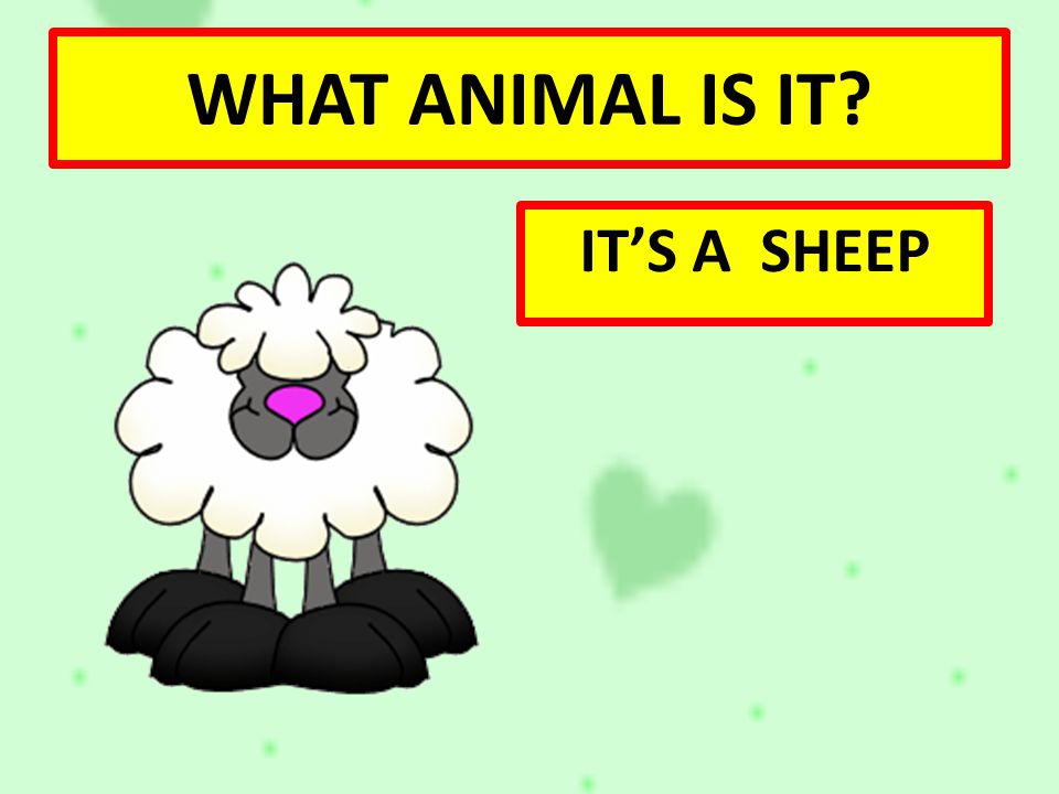 WHAT ANIMAL IS IT IT’S A SHEEP