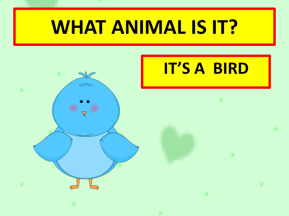 WHAT ANIMAL IS IT IT’S A BIRD