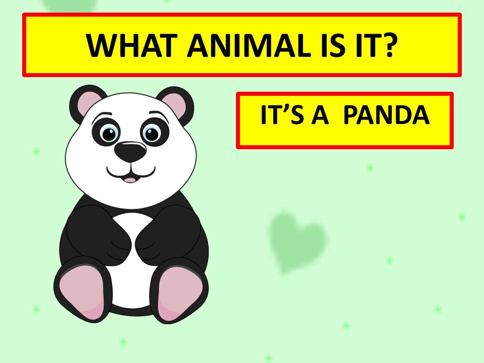 WHAT ANIMAL IS IT IT’S A PANDA