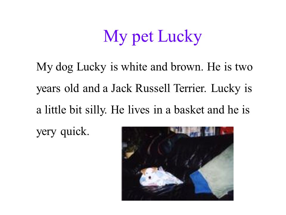 My pet Lucky My dog Lucky is white and brown. He is two years old and a Jack Russell Terrier.