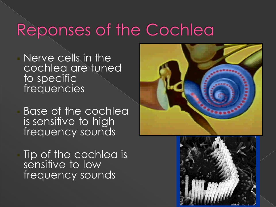  Nerve cells in the cochlea are tuned to specific frequencies  Base of the cochlea is sensitive to high frequency sounds  Tip of the cochlea is sensitive to low frequency sounds