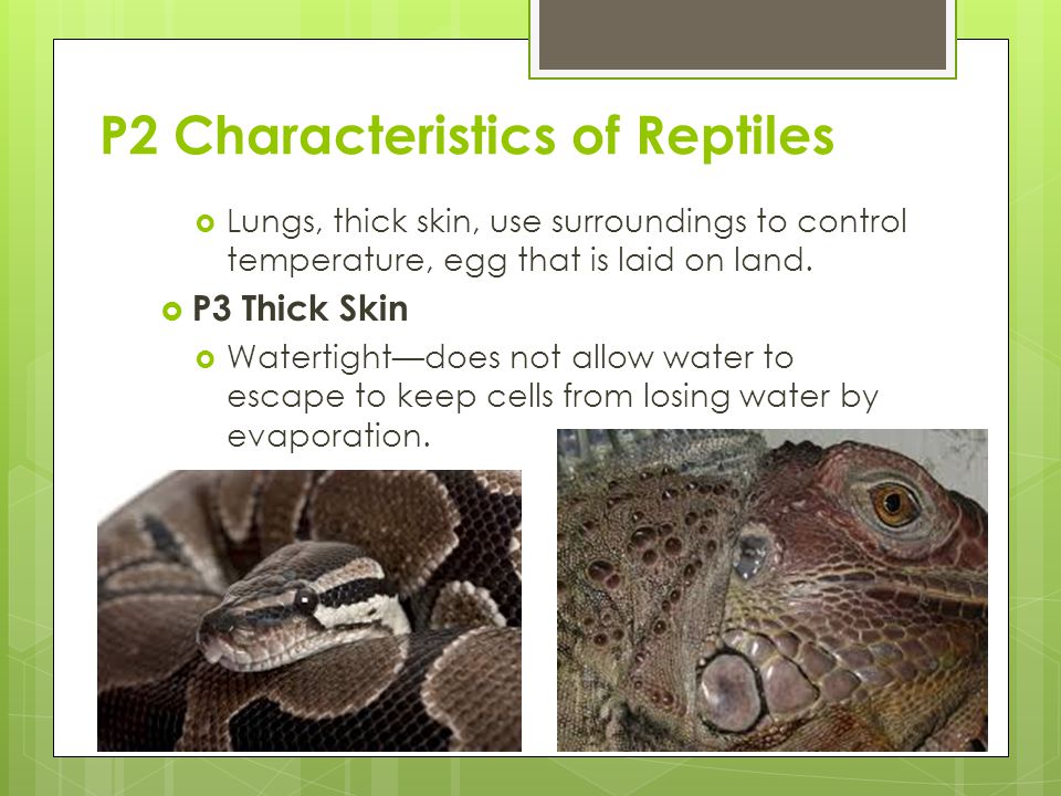 characteristics of reptiles Related to reptiles a teacher's resource packet for grade 2 describe the characteristics of reptiles list the characteristics on chart paper and display in. characteristics of reptiles Related to reptiles a teacher's resource packet for grade 2 describe the characteristics of reptiles list the characteristics on chart paper and display in.