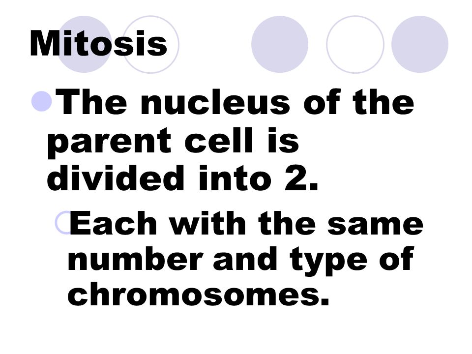 Cell Division There are two main stages to division of Eukaryotic cells.  Mitosis  Cytokinesis