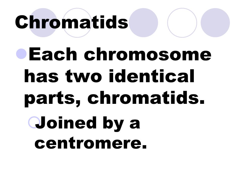 Chromatin A specific combination of DNA and proteins.