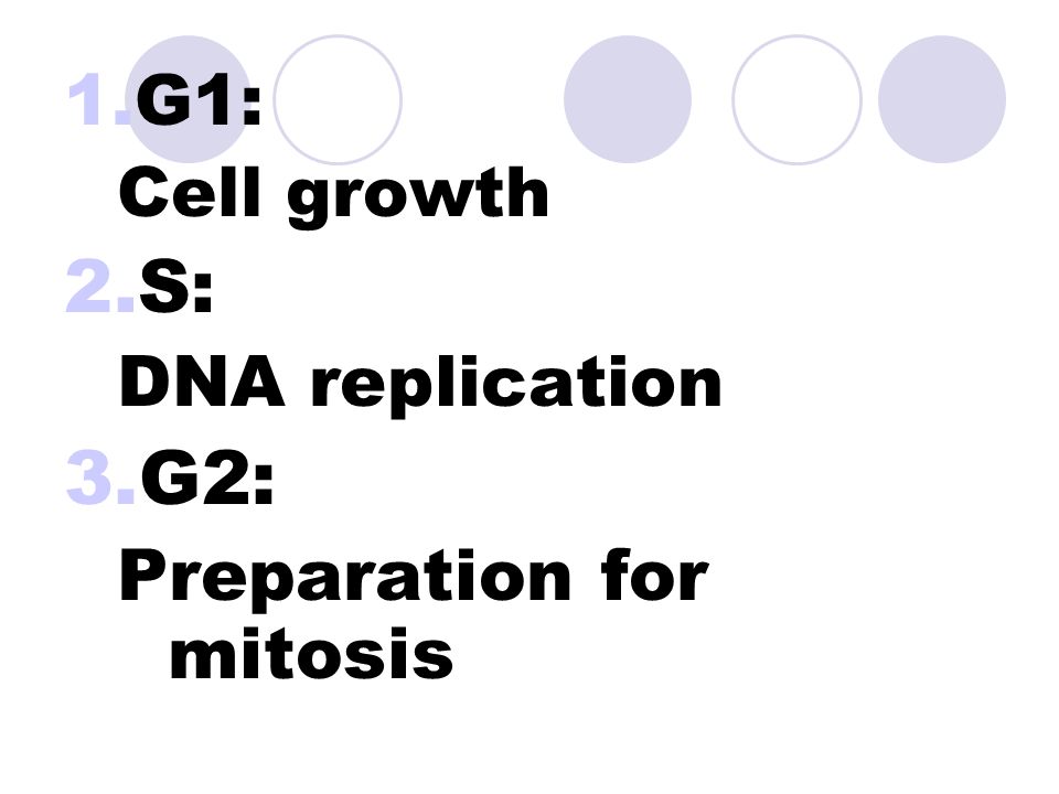 The period between cell divisions 3 phases  G1, S, and G2