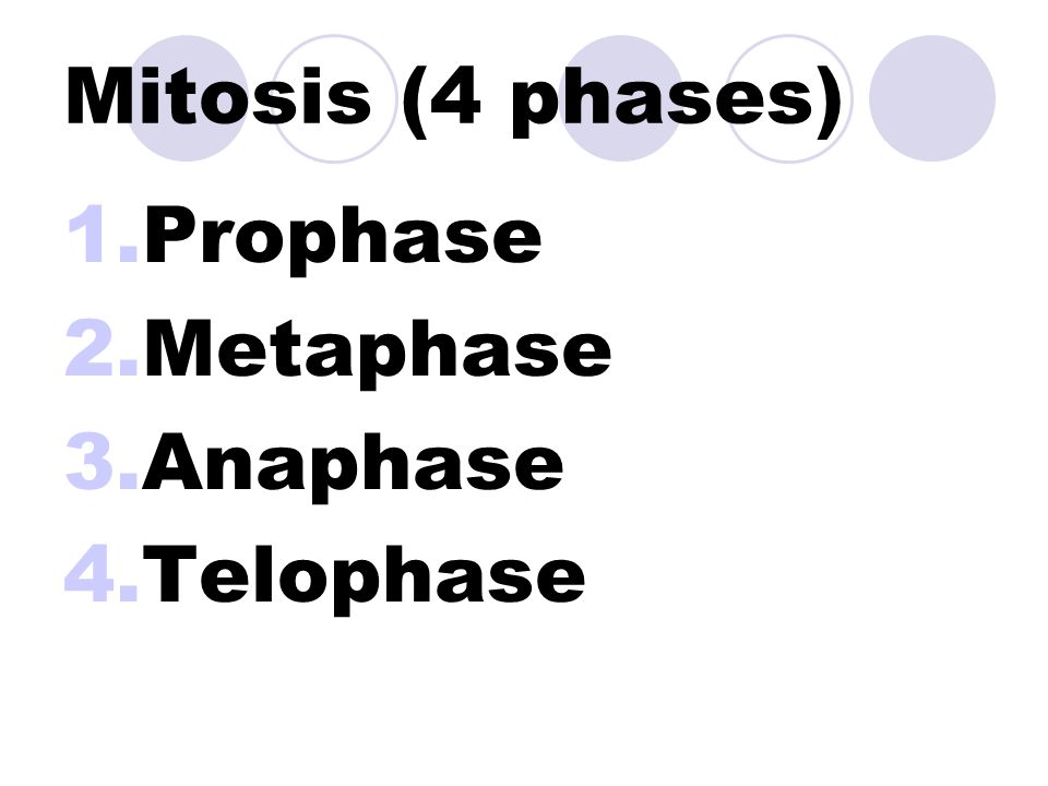 1.G1: Cell growth 2.S: DNA replication 3.G2: Preparation for mitosis