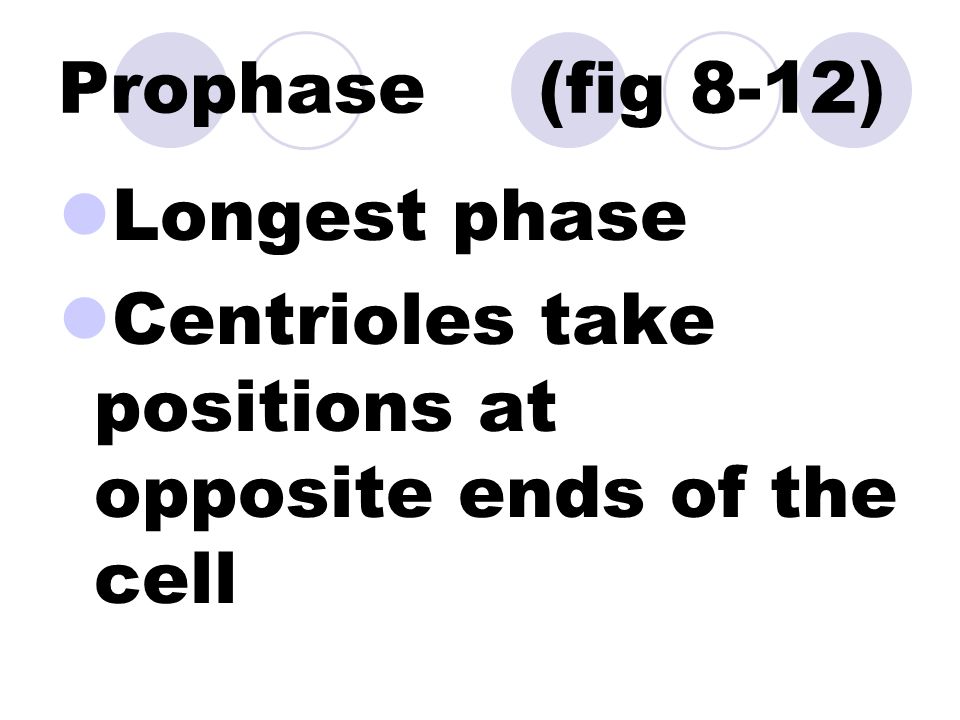 Mitosis (4 phases) 1.Prophase 2.Metaphase 3.Anaphase 4.Telophase