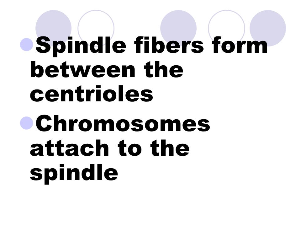 Prophase(fig 8-12) Longest phase Centrioles take positions at opposite ends of the cell