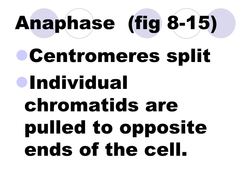 Metaphase(fig 8-14) Shortest phase Chromosomes line up along the center of the cell.