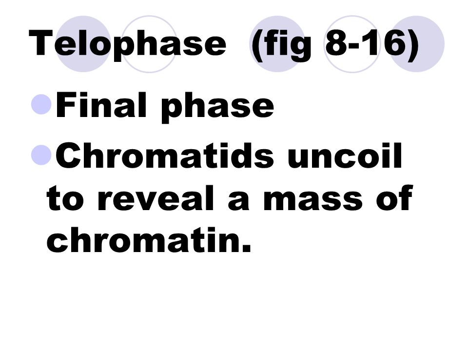 Anaphase (fig 8-15) Centromeres split Individual chromatids are pulled to opposite ends of the cell.