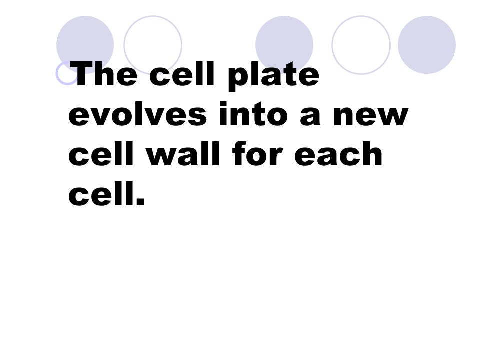  Each half contains a nucleus  And all necessary organelles Plant Cells  A cell plate forms dividing the cell in half