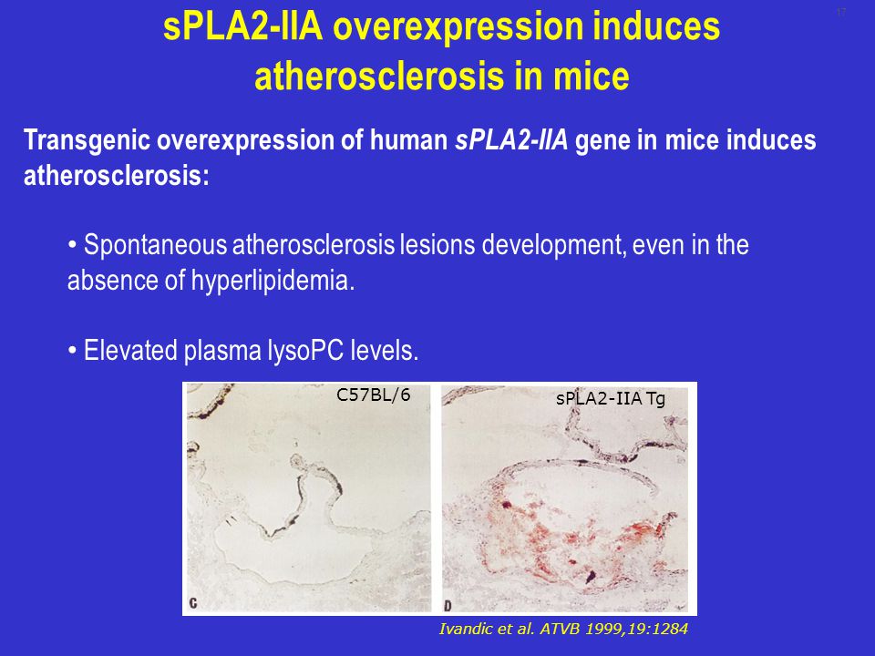 sPLA2-IIA overexpression induces atherosclerosis in mice Transgenic overexpression of human sPLA2-IIA gene in mice induces atherosclerosis: Spontaneous atherosclerosis lesions development, even in the absence of hyperlipidemia.