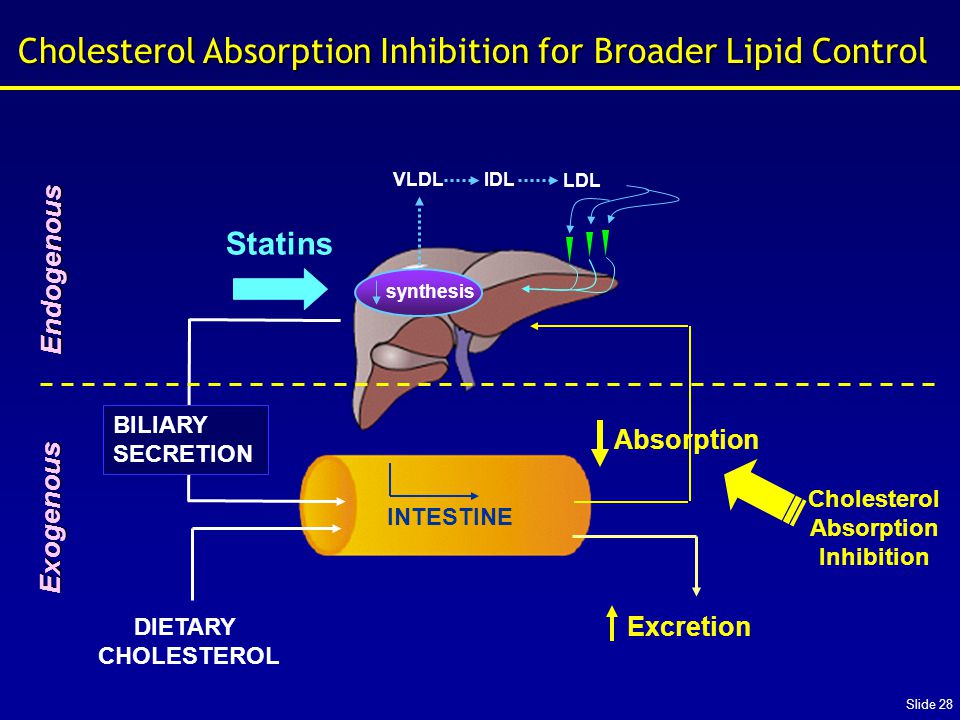 Slide 28 DIETARY CHOLESTEROL BILIARY SECRETION INTESTINE Excretion VLDL LDL Absorption synthesis IDL Statins Cholesterol Absorption Inhibition Endogenous Exogenous Cholesterol Absorption Inhibition for Broader Lipid Control