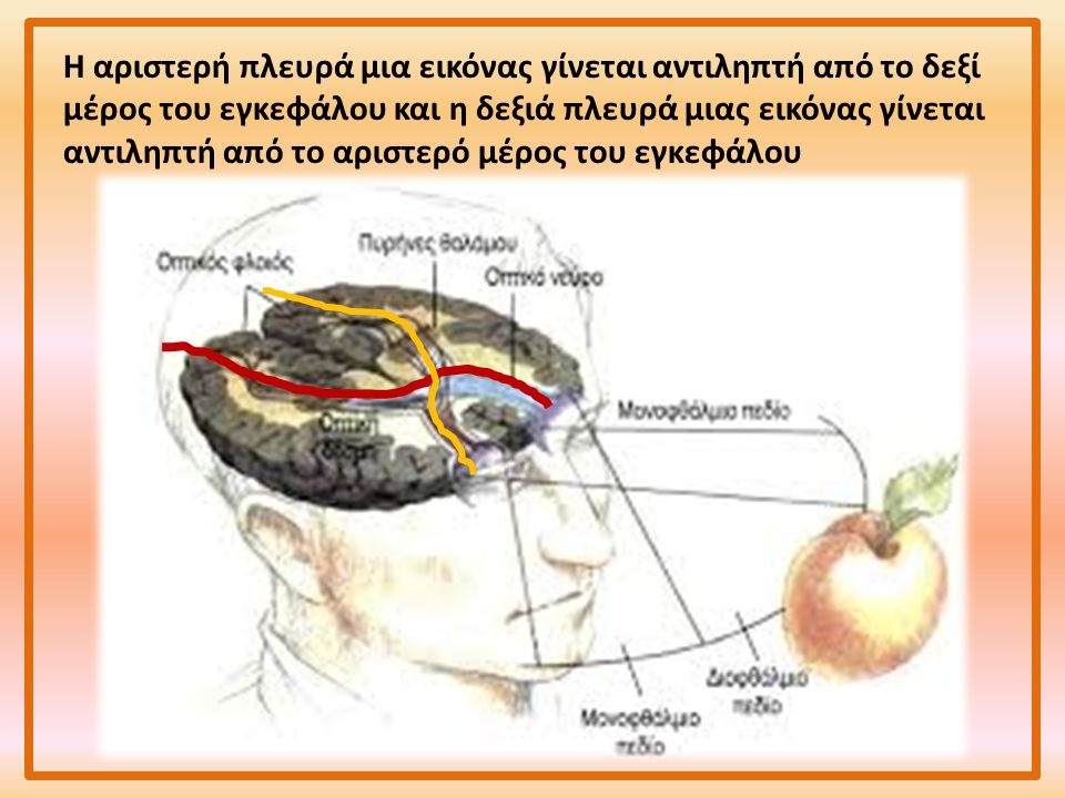 Η αριστερή πλευρά μια εικόνας γίνεται αντιληπτή από το δεξί μέρος του εγκεφάλου και η δεξιά πλευρά μιας εικόνας γίνεται αντιληπτή από το αριστερό μέρος του εγκεφάλου