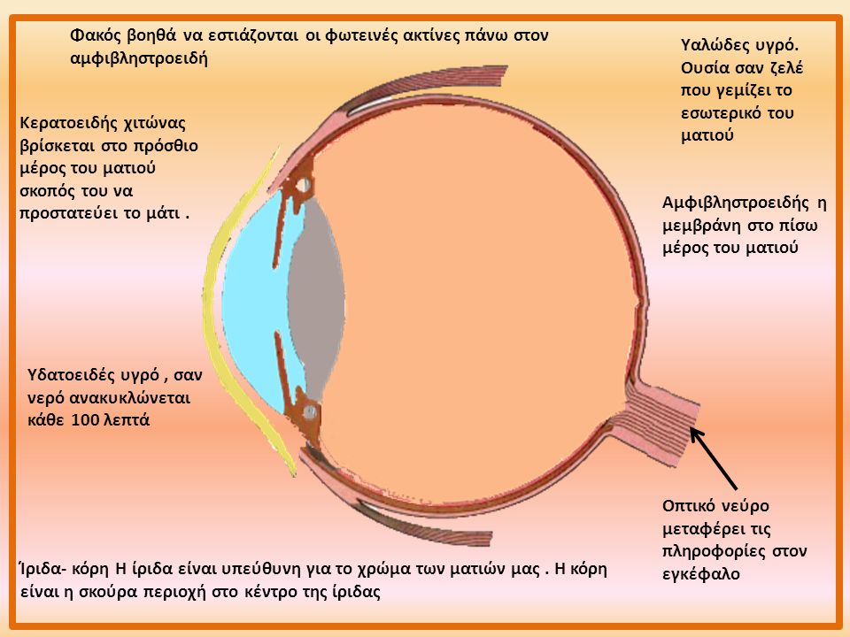 Κερατοειδής χιτώνας βρίσκεται στο πρόσθιο μέρος του ματιού σκοπός του να προστατεύει το μάτι.