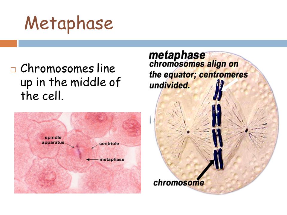 Metaphase  Chromosomes line up in the middle of the cell.