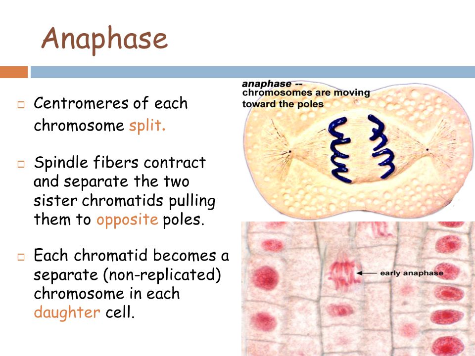 Anaphase  Centromeres of each chromosome split.